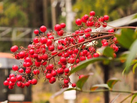 南天 風水|南天（ナンテン）とは？種類や特徴・花言葉を。